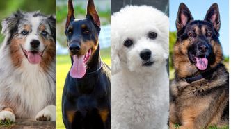 Test de personnalité : Choisissez une race de chien !