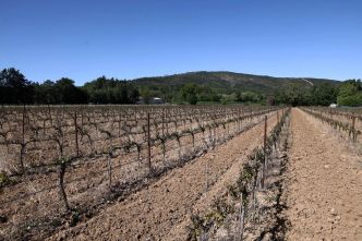 La production mondiale de vin a chuté de 10 % en 2023