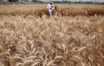 Le blé en passe de connaître sa plus forte hausse hebdomadaire depuis deux ans en raison des craintes liées à l'offre