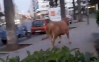 Vidéo: Quand une vache se promène près de la gare Casa Voyageurs…