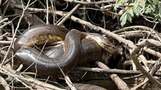 6 mètres : Une nouvelle espèce de serpent géant découverte