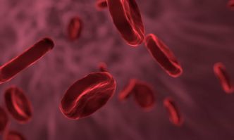 Découverte de “bactéries vampires” : un nouvel éclairage sur les infections sanguines