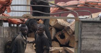 Le trafic de bois de vène au Mali "frappé par la loi du silence”
