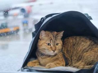 Info pratique : les précautions à prendre pour voyager en avion avec un animal de compagnie en cabine