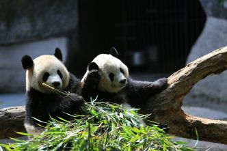 Scène d'horreur au zoo, une employée sauvagement attaquée par deux pandas déchaînés