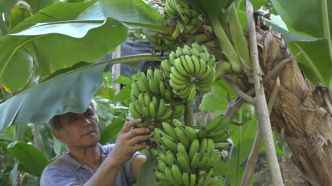 Insolite : à Arue, un bananier a produit… 5 régimes