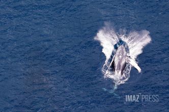 Une baleine à bosse observée au large de Maurice