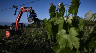 Victime de surproduction, Bordeaux se résigne à arracher ses vignes