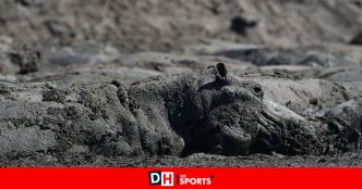 Des troupeaux entiers d'hippopotames risquent de mourir, piégés dans la boue au Botswana (PHOTOS)