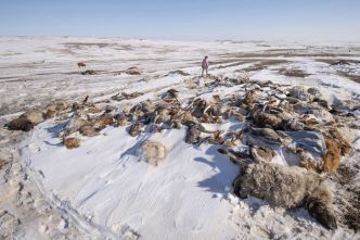 En Mongolie, un hiver assassin décime les troupeaux des nomades