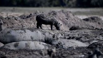 Des hippopotames en danger de mort face à la sécheresse au Botswana