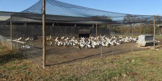 Grippe aviaire : le niveau de risque abaissé à «négligeable» en France