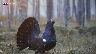Pourquoi des associations sont contre des lâchers d'oiseaux dans les Vosges  | TF1 INFO