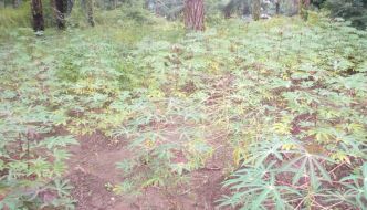 Région Sud/Rumonge : Les cultivateurs réclament une nouvelle variété de manioc