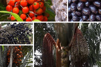 Les différentes appellations de graines de palmiers de Guyane à travers les siècles