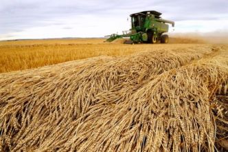 Le blé recule encore, les prévisions de pluie en Russie atténuant les craintes concernant l'offre