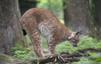 Doubs : Des panneaux « Attention lynx ! » installés pour éviter les collisions