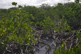Un plan inter-collectivités pour préserver les mangroves du Grand Nouméa