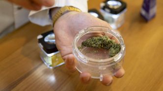 Une initiative populaire veut légaliser le cannabis en Suisse