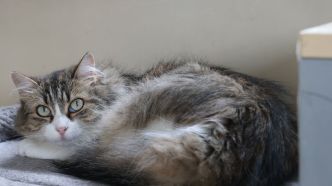 Gard : un adolescent reconnu coupable de sévices et d'actes de cruauté sur un chat, notamment après sa mort