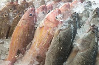 La division pêche d'Agromousquetaires se restructure et va fermer deux bases logistiques