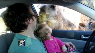Vidéo- Un chameau prend la tete d’une fillette dans sa gueule !