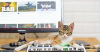 Animaux. Rock, Blues, classique : votre chat aime la musique... mais laquelle ?