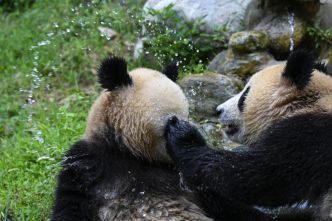 Un porte-parole du minist�re chinois des AE pr�sente le nouveau cycle de coop�ration sino-am�ricaine sur la conservation des pandas g�ants