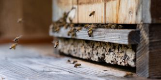 Une fillette disait entendre un monstre dans sa chambre, il s'agissait de... 60.000 abeilles