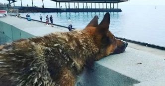 L’histoire de Mukhtar, le chien qui a attendu douze ans le retour de son maître disparu en mer
