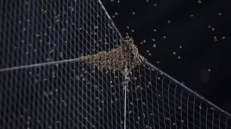 MLB: un match retardé à cause d'une invasion d'abeilles