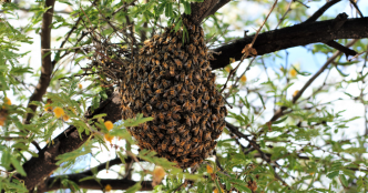 Comment réagir si vous trouvez un essaim d’abeilles dans votre jardin ?