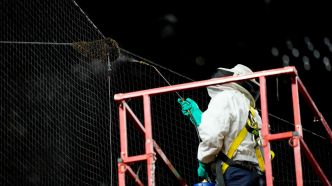 Un apiculteur au secours des Diamondbacks