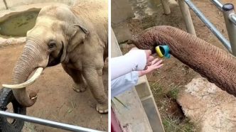 Le geste adorable de cet éléphant envers un enfant fait fondre le coeur des internautes