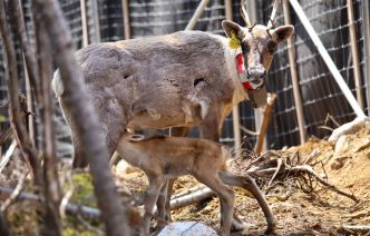 Des caribous condamnés à «des décennies» de captivité