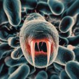Ces bactéries "vampires" ont une appétence étrange pour le sang humain