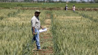 Les semences céréalières tolérantes à la sécheresse, une alternative d'avenir au Maroc