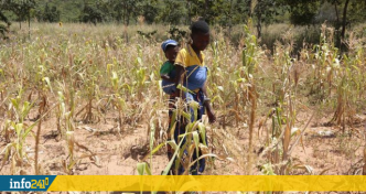 Zimbabwe : le pays va acheter 1 million de tonnes de céréales pour contrer la sécheresse