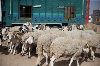 Vague de Vols de Moutons à Settat à l’Approche de l’Aïd Al Adha