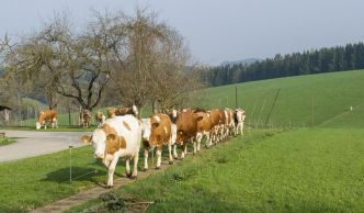 Vérification des faits : l'agriculture sans animaux – trois mythes démontés
