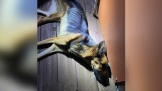 L'association Apeba va porter plainte : La Possession : une chienne délaissée par ses propriétaires, meurt après quatre semaines d'agonie