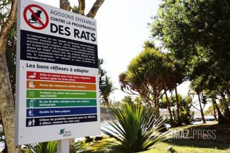 Leptospirose : l'Agence régionale de santé de la Réunion tire la sonnette d'alarme