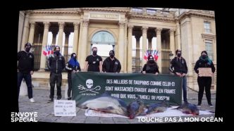 VIDEO. Préserver l'océan et les animaux marins, "loin des yeux et des consciences" : les combats de Sea Shepherd France