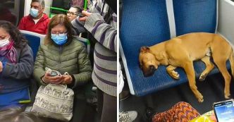 Histoire émouvante : Un chien endormi conquiert Internet depuis un métro au Chili