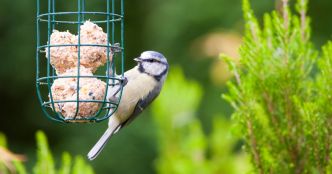Mangeoire pour oiseaux : les meilleures pour les régaler