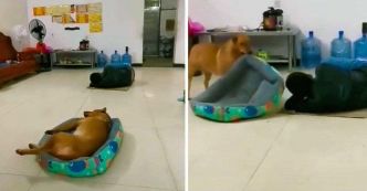Viral sur TikTok : La douceur d’un chien qui partage son lit devient un symbole de compassion