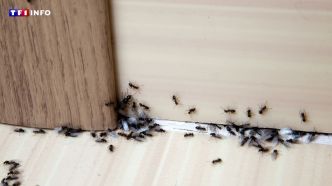 Nos conseils pour se débarrasser efficacement des fourmis sans insecticides | TF1 INFO