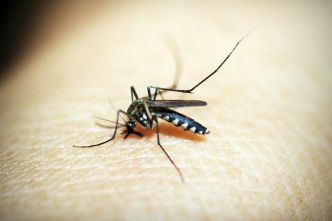 Pourquoi sommes-nous envahis de moustiques en ce moment ?