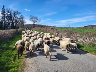Transhumance : 350 brebis traverseront 8 communes au Nord de Toulouse