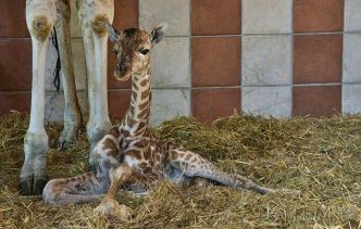 Charente-Maritime : Un girafon nommé Gustave est né au zoo de la Palmyre